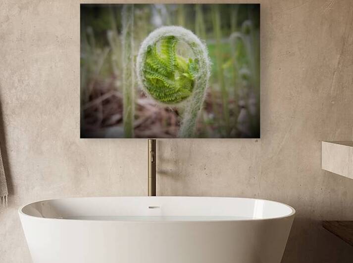 Fiddlehead by Earthshine Emporium