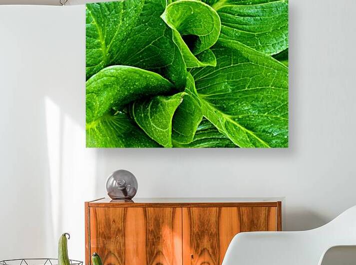Skunk Cabbage Furls by Earthshine Emporium