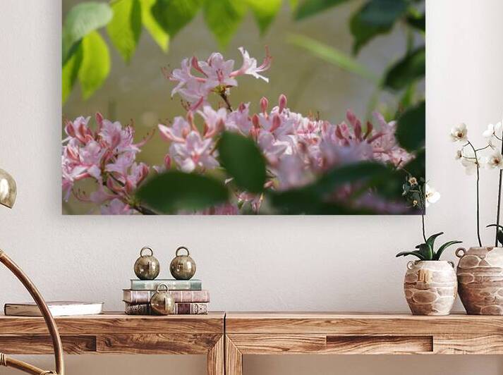 Native Azalea 2 by Earthshine Emporium