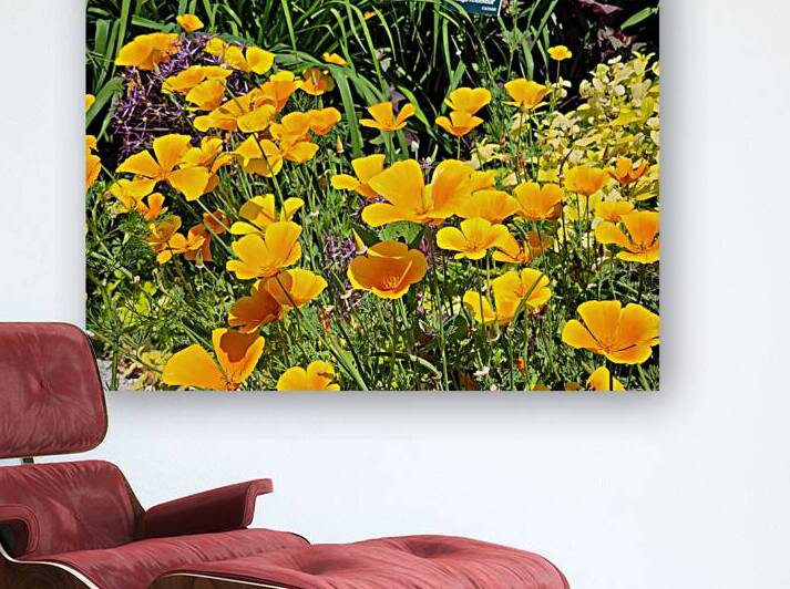 California Poppies by Earthshine Emporium