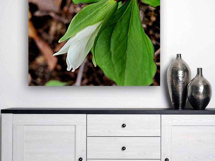 White Trillium Bud 1 by Earthshine Emporium