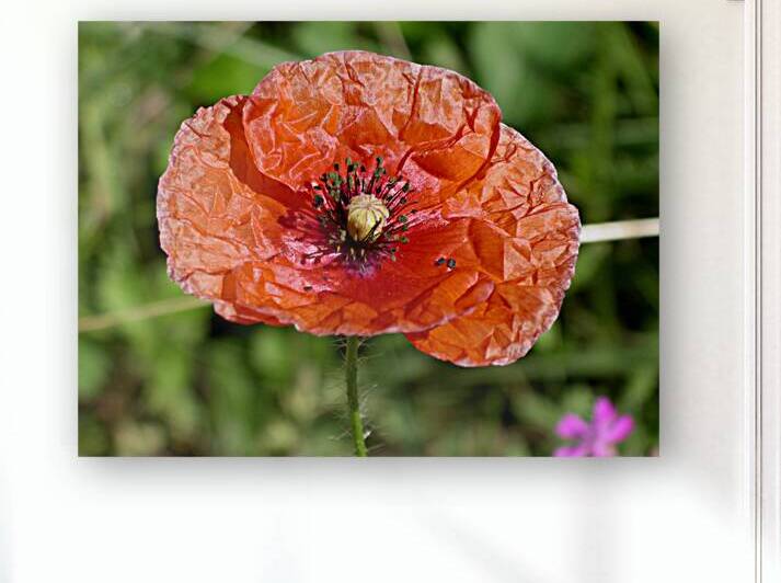 Poppy by Earthshine Emporium