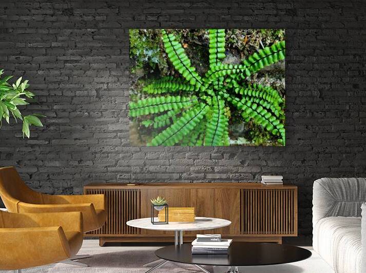 Maidenhair Spleenwort by Earthshine Emporium