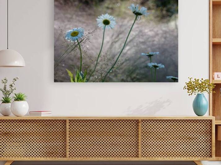 Daisies by Earthshine Emporium