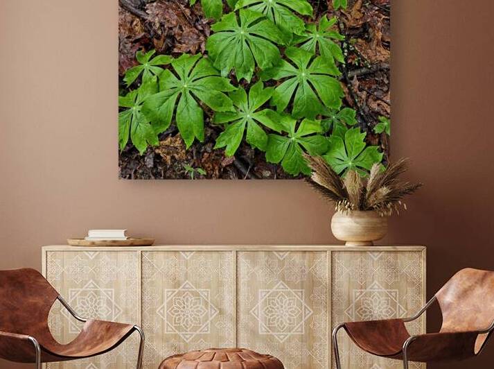 Mayapples by Earthshine Emporium