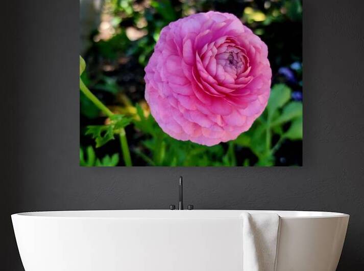 Ranunculus by Earthshine Emporium