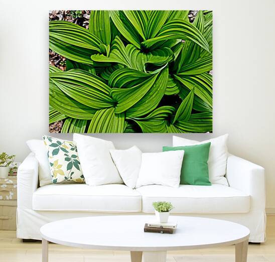 Green False Hellebore by Earthshine Emporium
