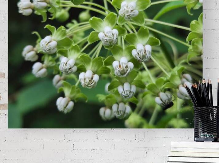 Poke Milkweed by Earthshine Emporium