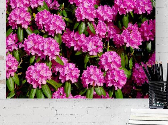 Rhododendron by Earthshine Emporium