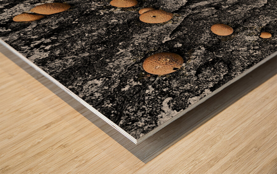 Puffball Mushrooms Wood print