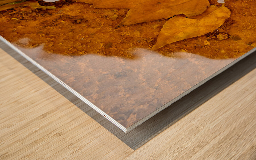 Red Maple Encased In Iron Oxide Wood print