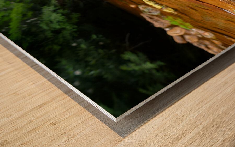 Carnahan Run Wood print