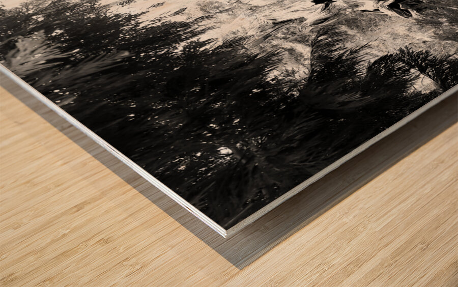 Sequoia Root Wad Wood print