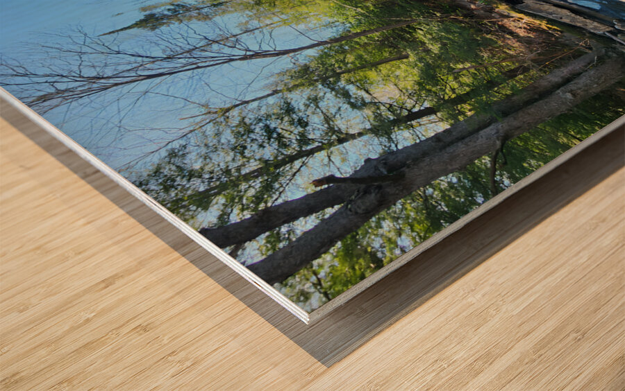 Clear Shade Creek Wood print