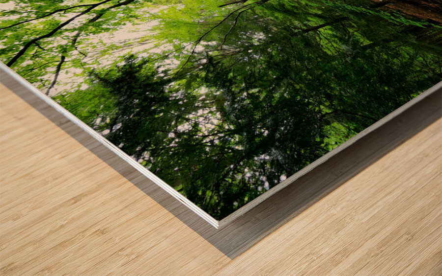 Laurel Run Wood print