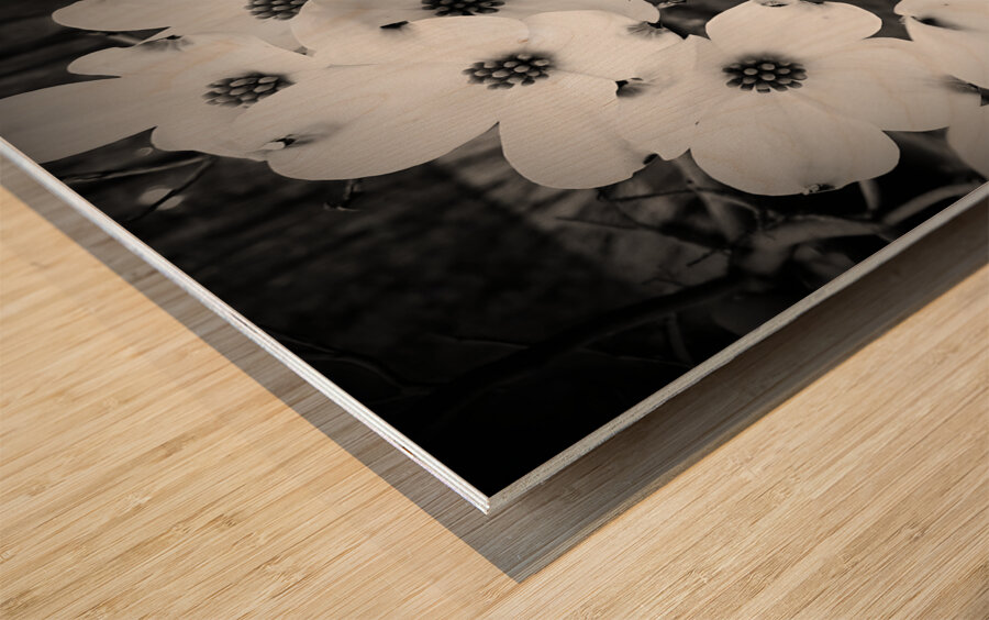 Flowering Dogwood Wood print