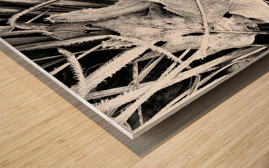 Frosty Oak Leaf Wood print