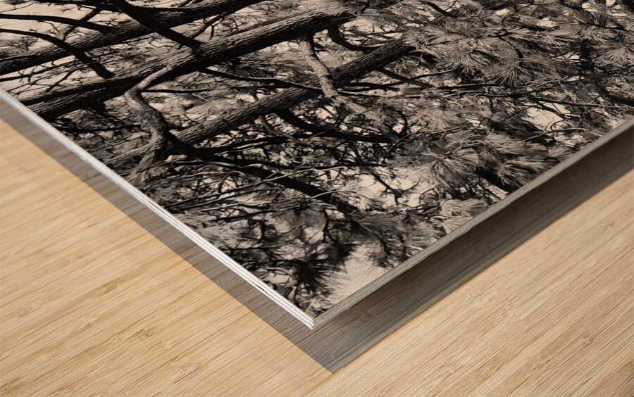 Evergreen Trident Wood print