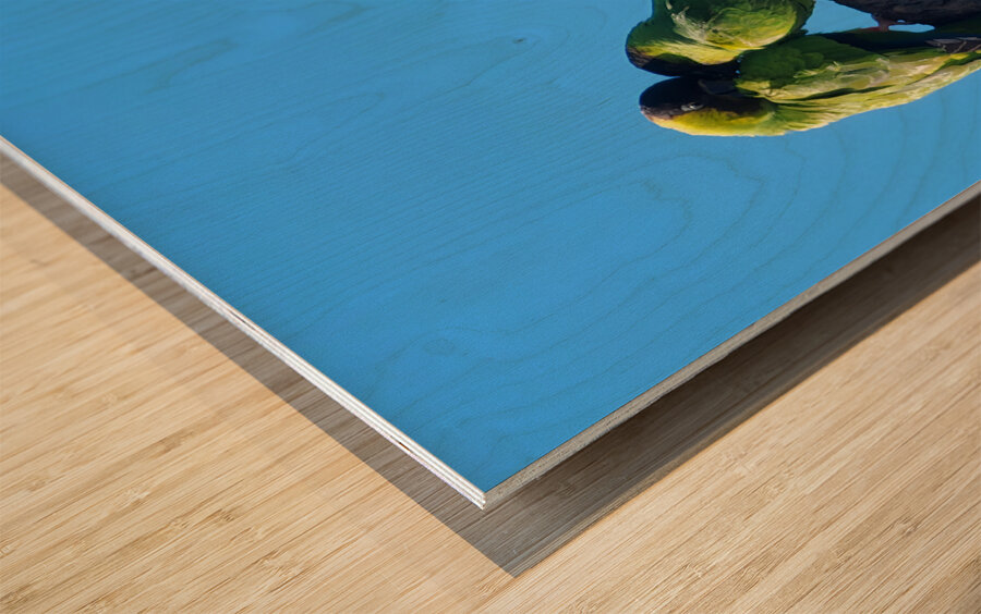 Nanday Parakeets Wood print