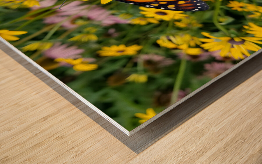 Monarch & Black Eyed Susan Wood print