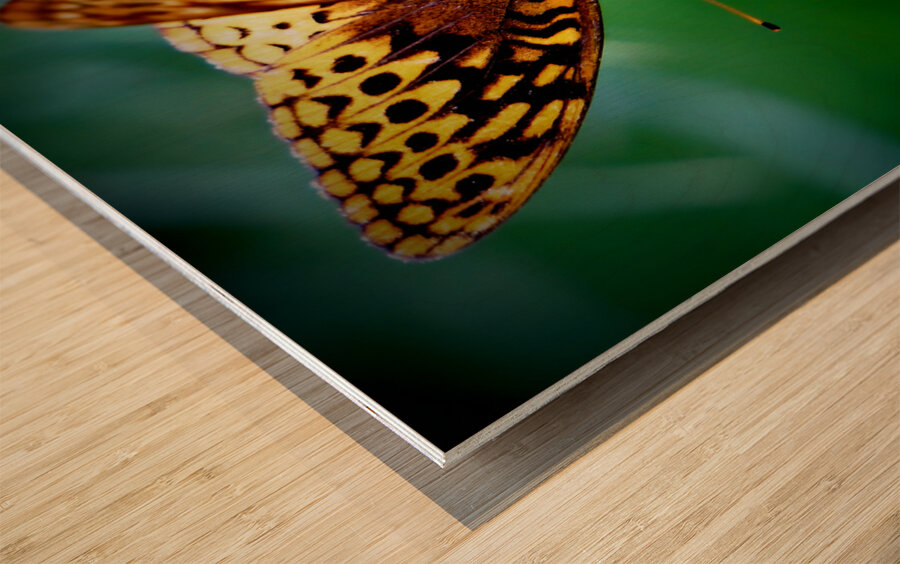 Butterfly On Thistle Wood print