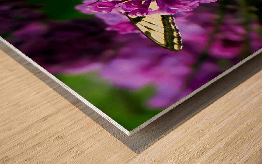 Swallowtail On Lilacs Wood print