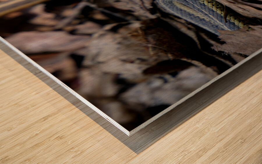 Garter Snakes Wood print