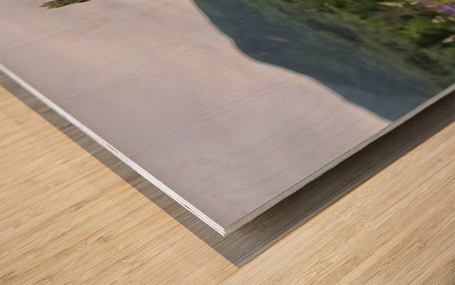 White Mountain Lupines Wood print