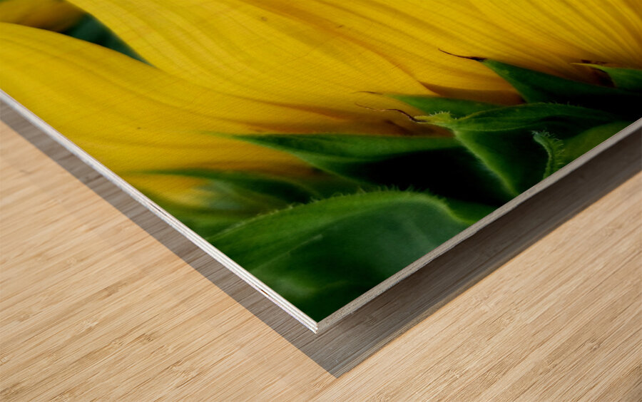 Sunflower Portrait 1 Wood print