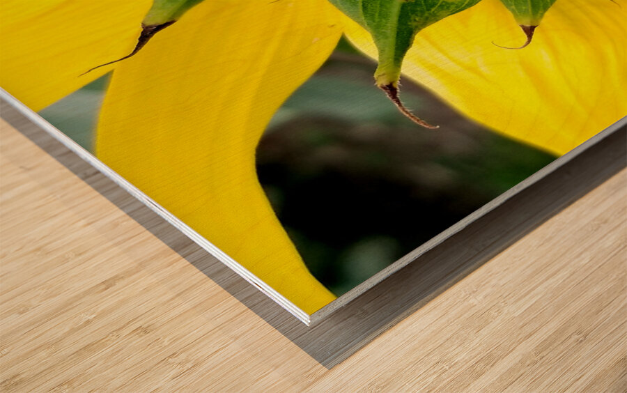 Sunflower Bumblebee Wood print