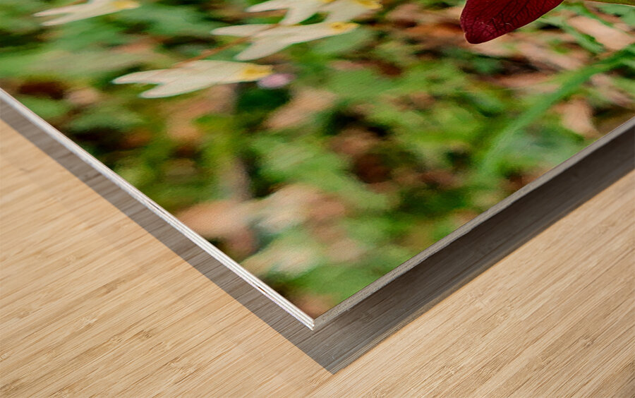 Red Trillium And Dutchmans Breeches Wood print