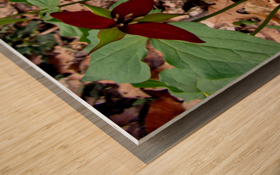 Trillium Wood print