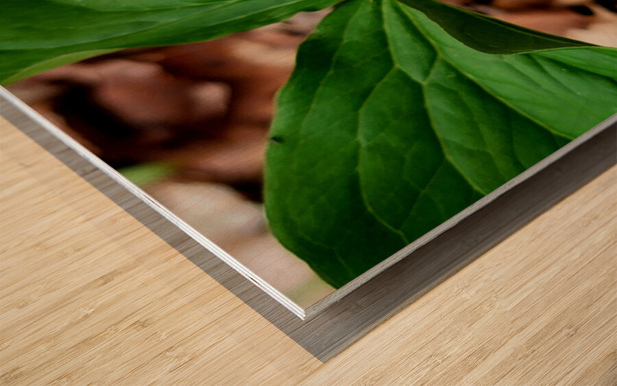 White Trillium Bud Wood print