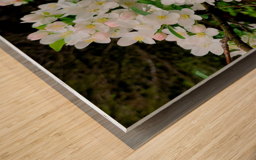Apple Blossoms Wood print