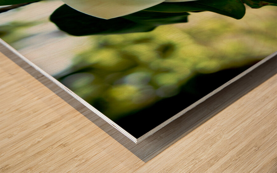 Magnolia Flower Wood print