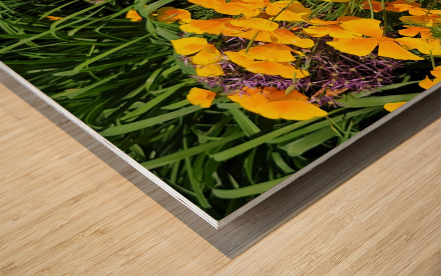 California Poppies Wood print