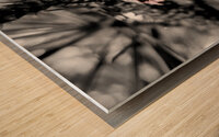 Pinecone Wood print