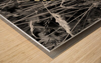 Swallowtail Butterfly Wood print